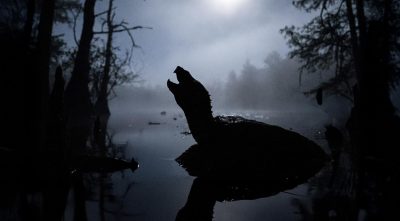 turtle-song
