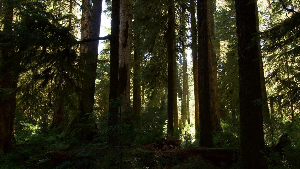 Olympic Peninsula forest scene © Lan