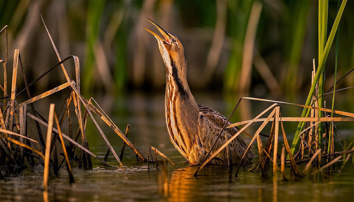 American Bittern