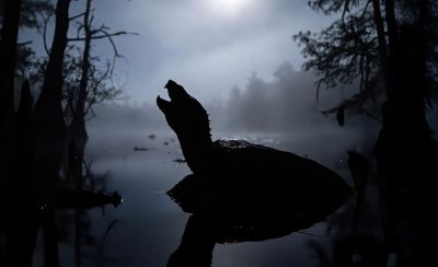 turtle-song-1778173444.9091-drop