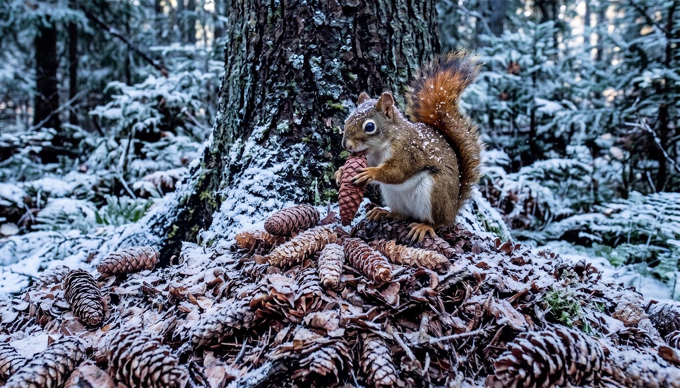 Red Squirrel sitting atop midden, beginning to extract seeds from a cone.