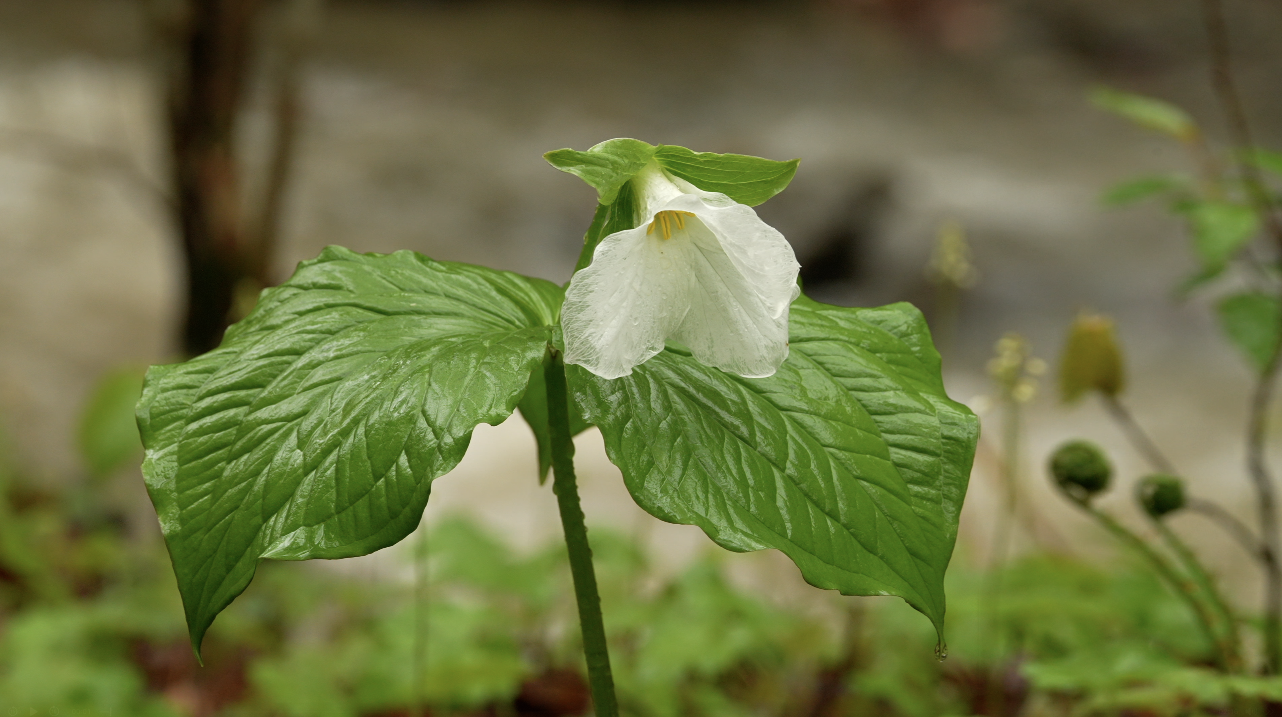 Bedraggled: A Rain-Soaked White Trillium